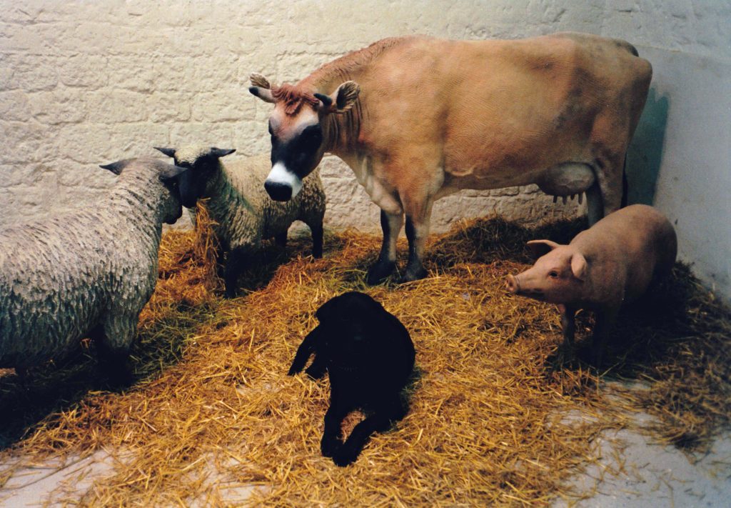 Farm animals